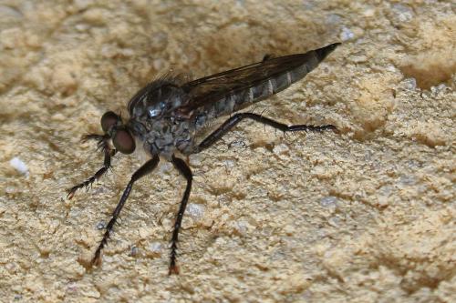 Réf. 269 939 : Machimus cyanopus